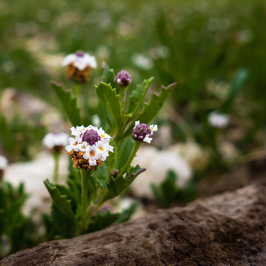 Wild flower Weeds Photograph by Melinda Ledsome