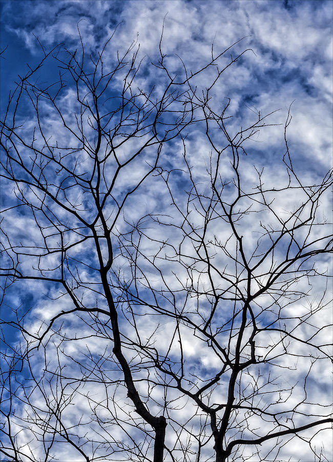 Winter Trees and Clouds #20 Photograph by Robert Ullmann