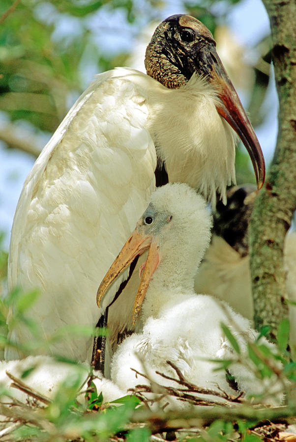 Wood Storks #20 Photograph by Millard H. Sharp