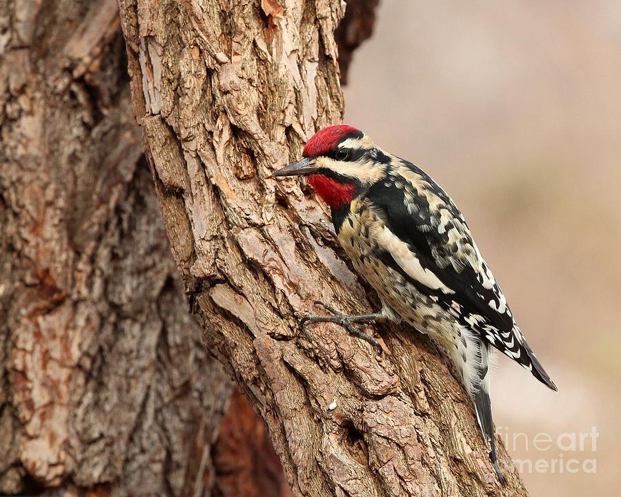 Yellow-bellied Sapsucker #20 Photograph by Jack R Brock