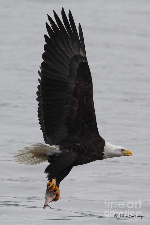 Bald Eagle #200 Photograph by Steve Javorsky