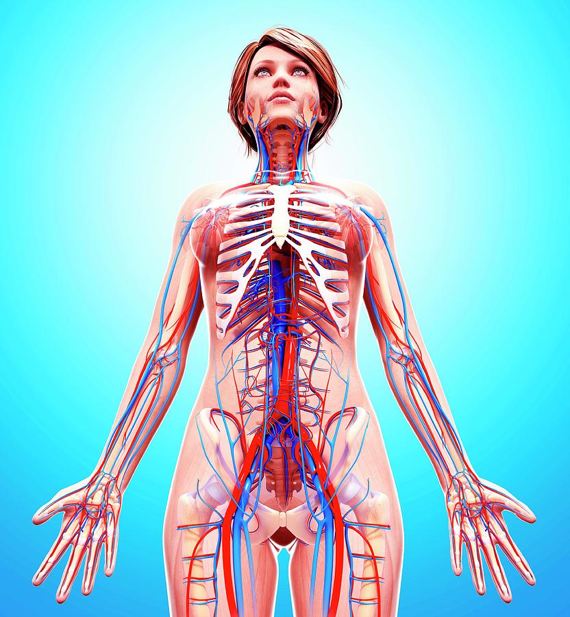 Female Cardiovascular System Photograph By Pixologicstudio Science 