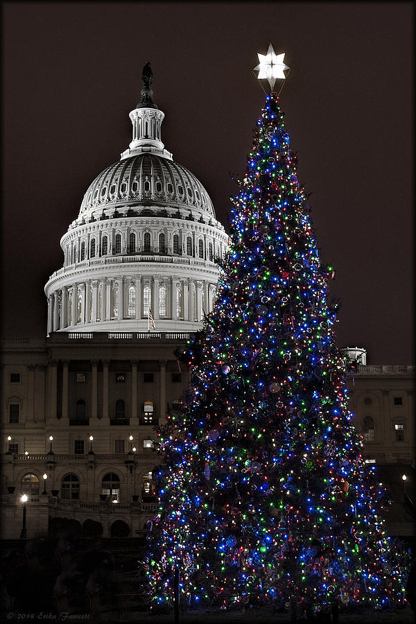 2007 Capitol Tree Photograph by Erika Fawcett