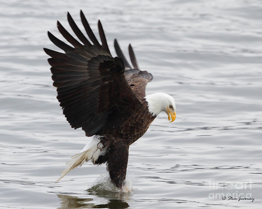 Bald Eagle #201 Photograph by Steve Javorsky