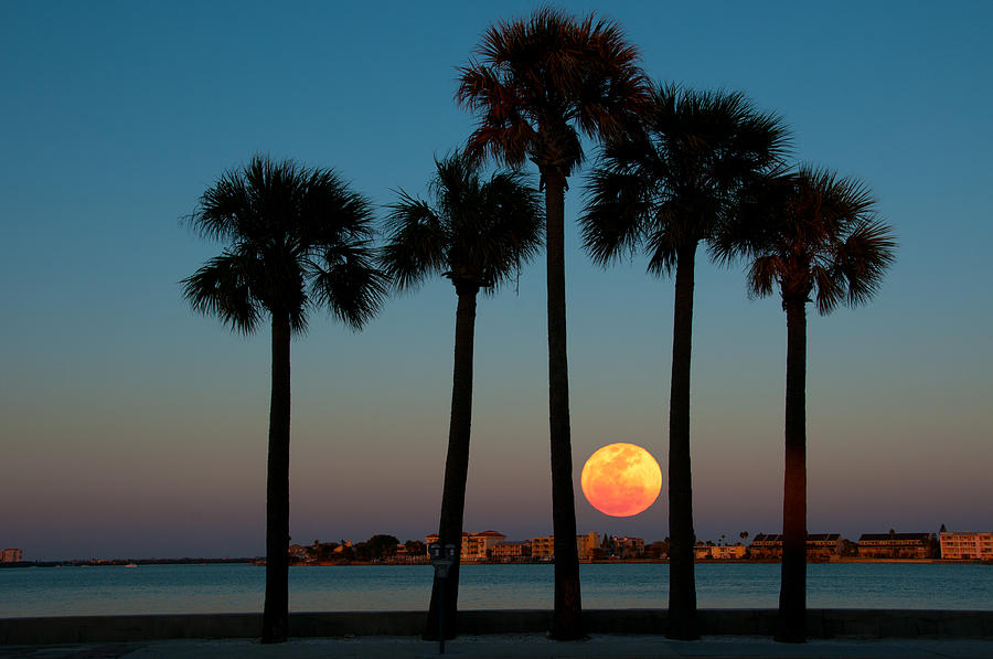 2011 Supermoon Photograph by Carolyn DAlessandro