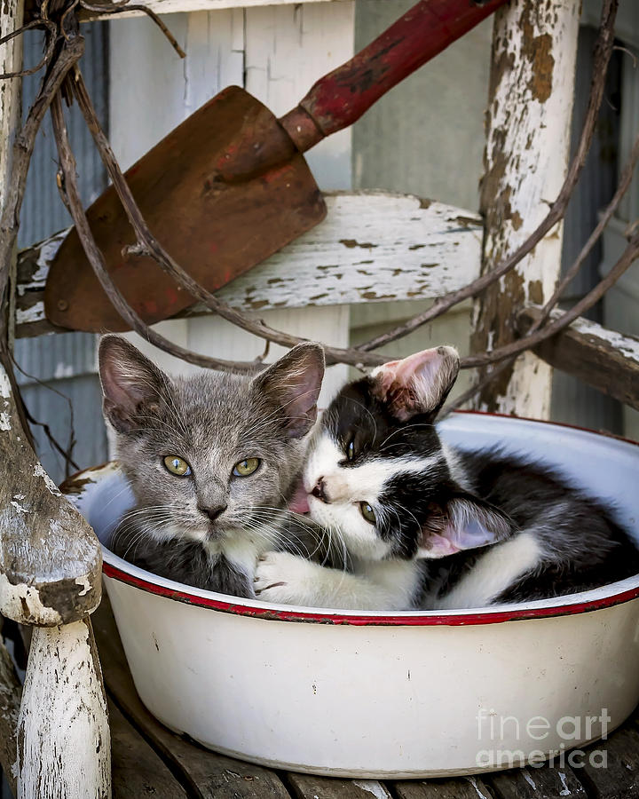 Kittens In A Tub No 5 Photograph
