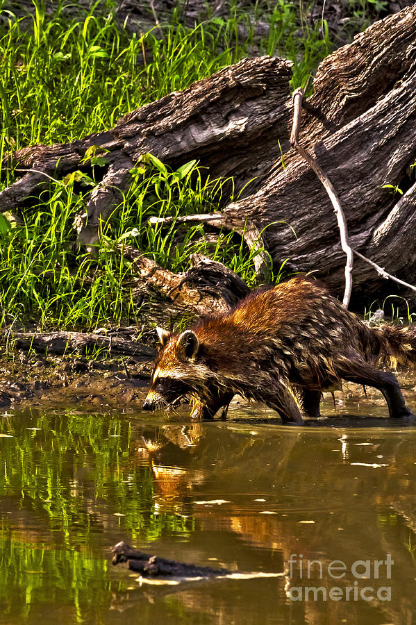 Raccoon Wading Creek No 4 Photograph