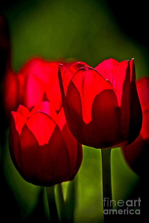 May Tulips Photograph