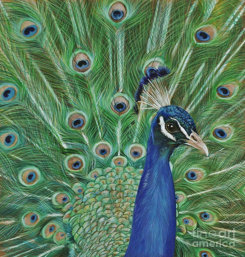 Peacock Drawing by Annemieke de Wit - Fine Art America