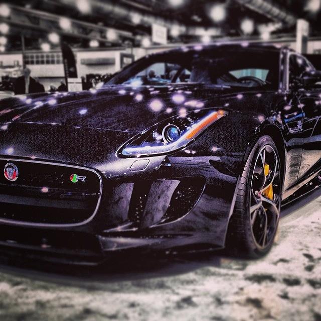 Jaguar Photograph - Instagram Photo #201392258466 by Matt Yates