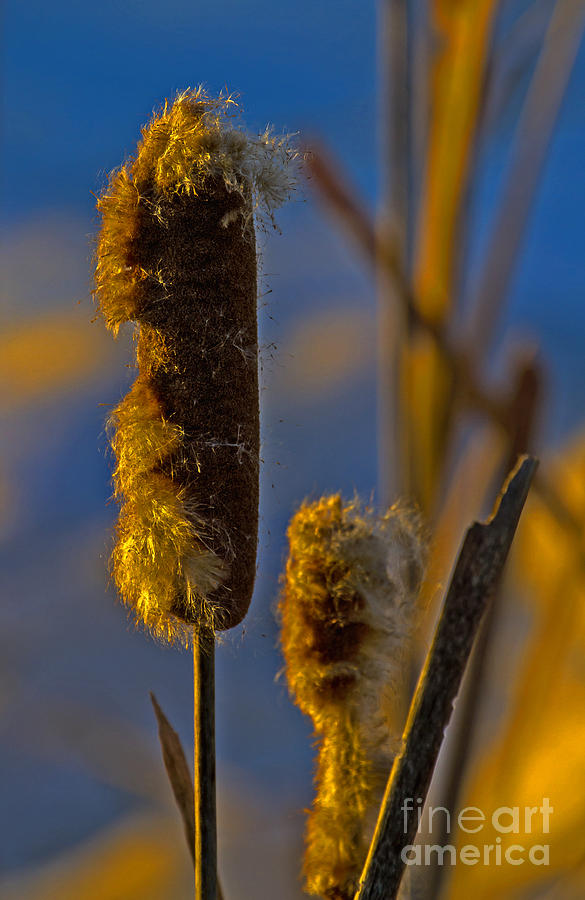 Winter Cattails Photograph