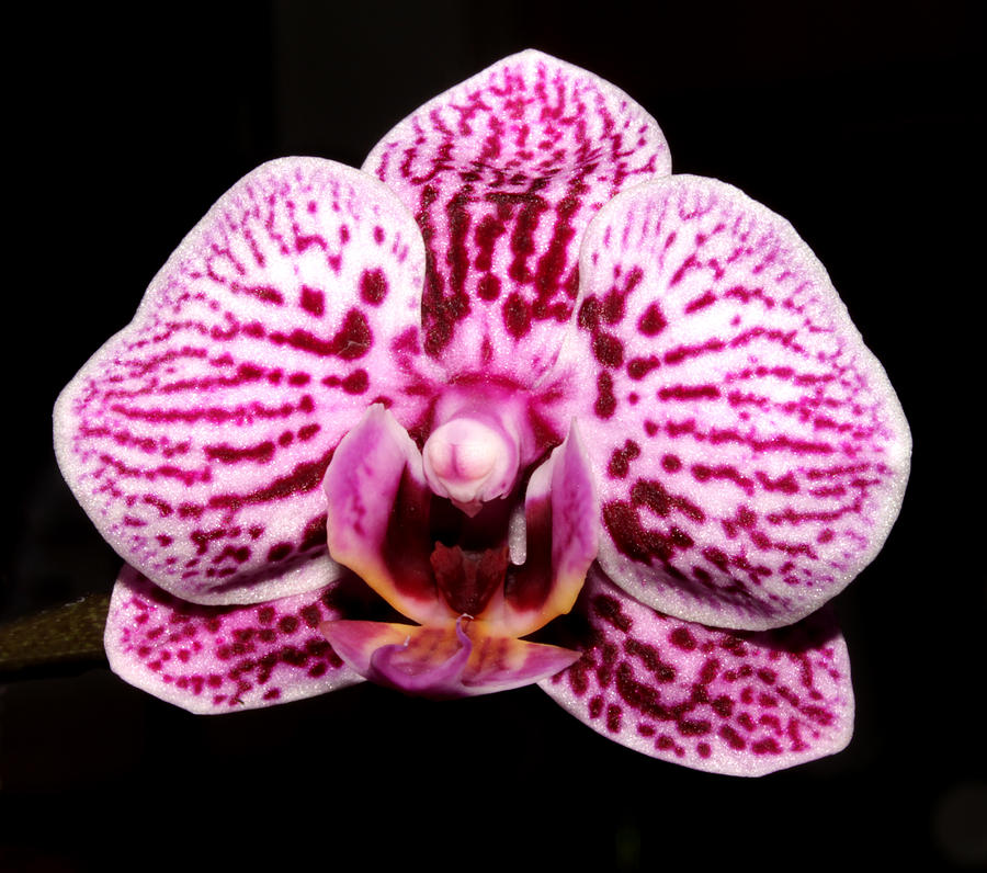 2014 Orchid Photograph by Robert Morin