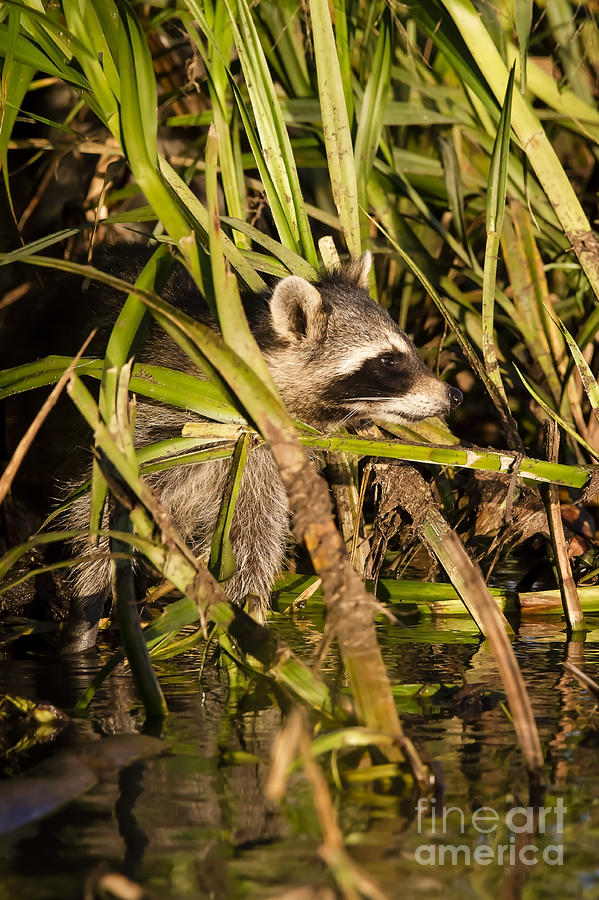 Raccoon In The Reeds Photograph