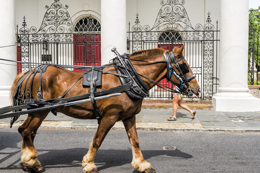 201406020-069 Harnessed Horse 3x2 Photograph by Alan Tonnesen | Fine ...