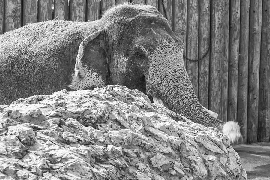 201406280-035K Elephant 2x3 Photograph by Alan Tonnesen | Fine Art America