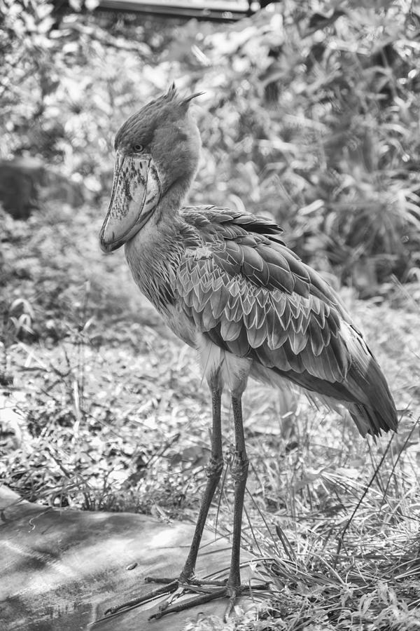 201406280-135K Shoebill Stork Profile 2x3 Photograph by Alan Tonnesen