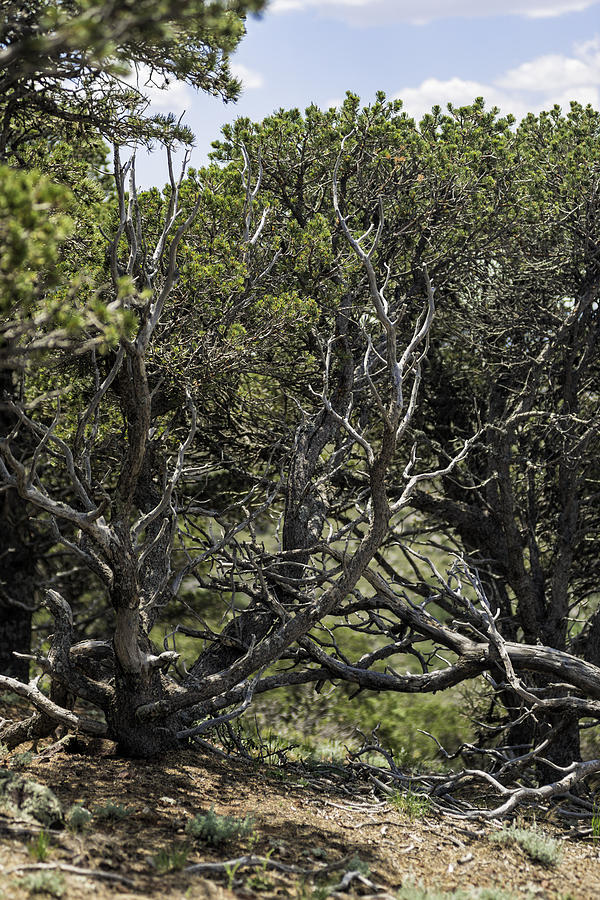 201407250-089 Capulin-bare-trees Photograph by Alan Tonnesen