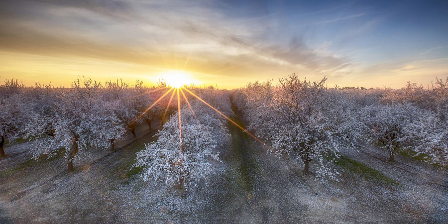 2016 Valley Almond blooms Photograph by JTBaskinphoto