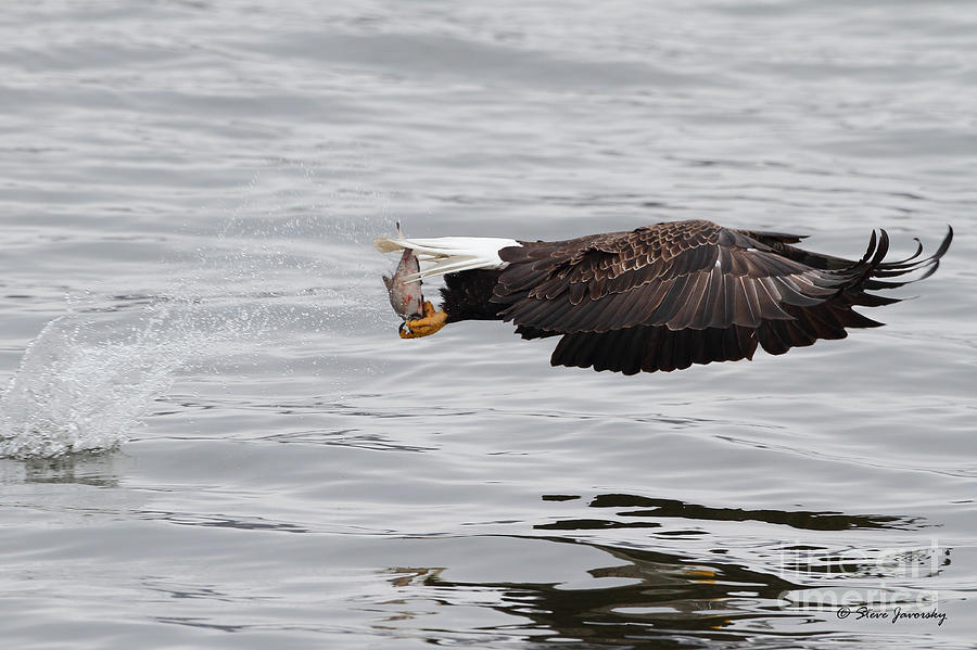 Bald Eagle #202 Photograph by Steve Javorsky