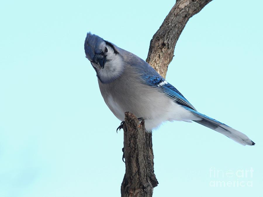Blue Jay #202 Photograph by Jack R Brock