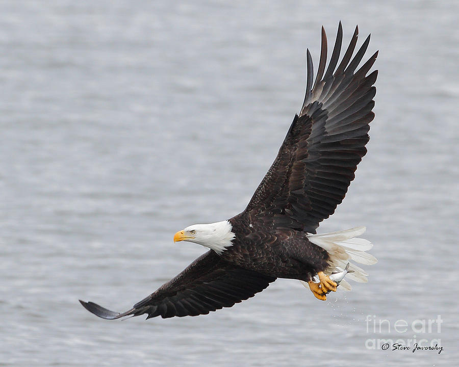 Bald Eagle #203 Photograph by Steve Javorsky