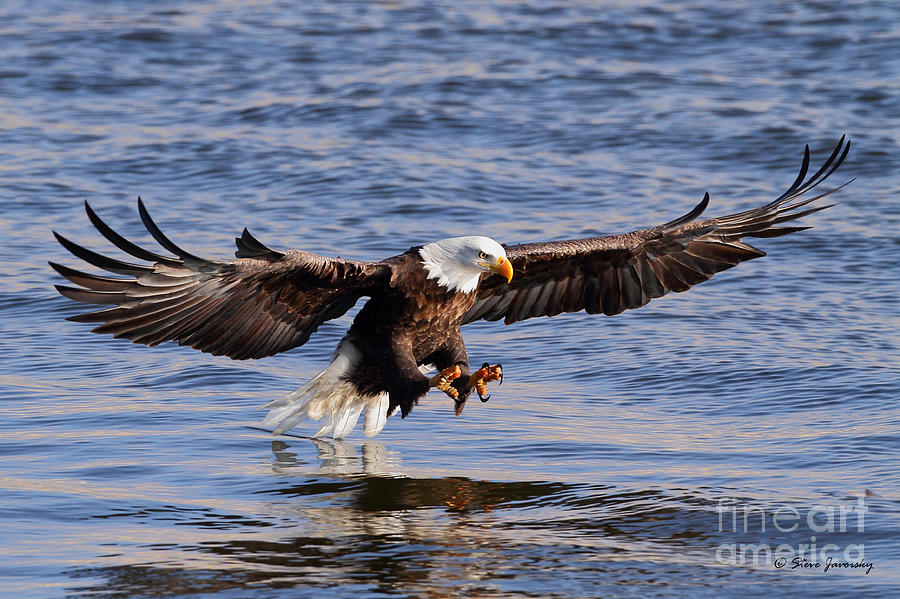 Bald Eagle #204 Photograph by Steve Javorsky