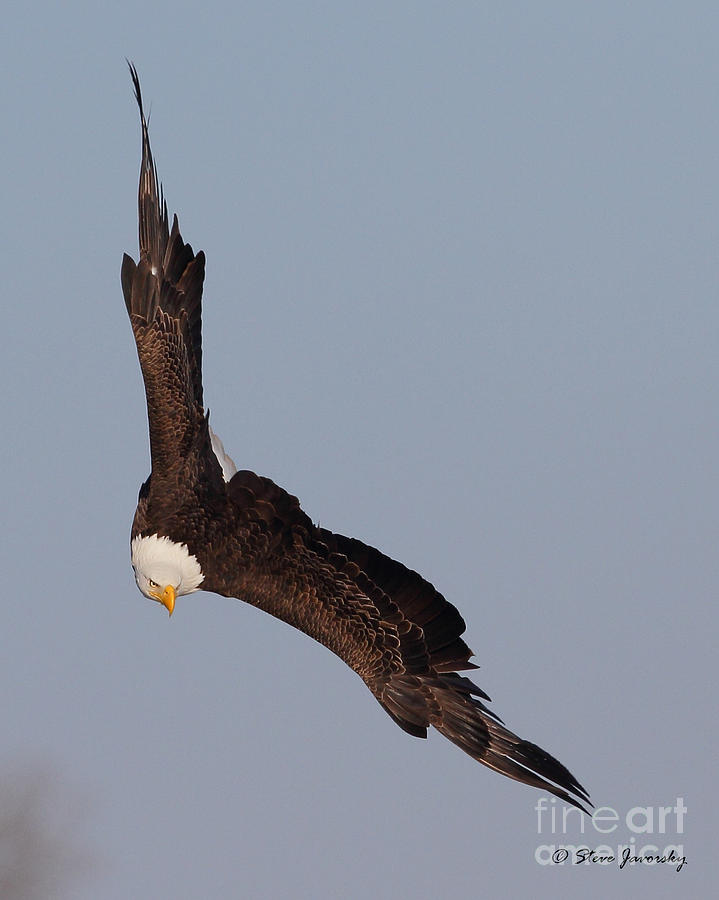 Bald Eagle #205 Photograph by Steve Javorsky