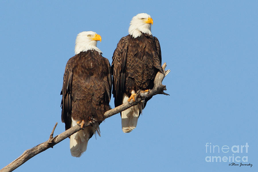 Bald Eagle #206 Photograph by Steve Javorsky