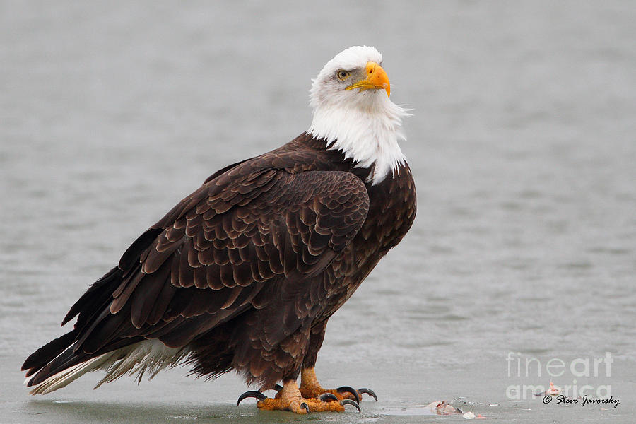 Bald Eagle #208 Photograph by Steve Javorsky