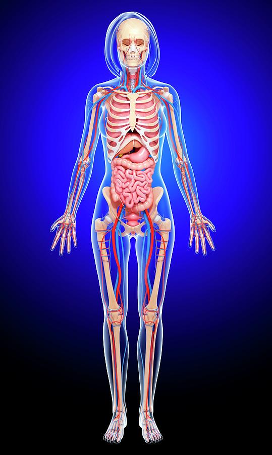 Female Anatomy Photograph by Pixologicstudio/science Photo Library ...