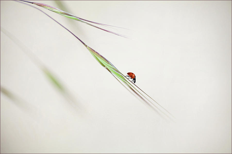 Ladybug Photograph - ... #21 by Anna Cseresnjes