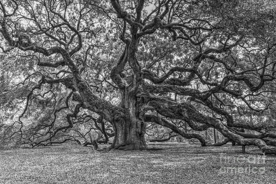 Angel Oak Tree in Black and White Photograph by Dale Powell
