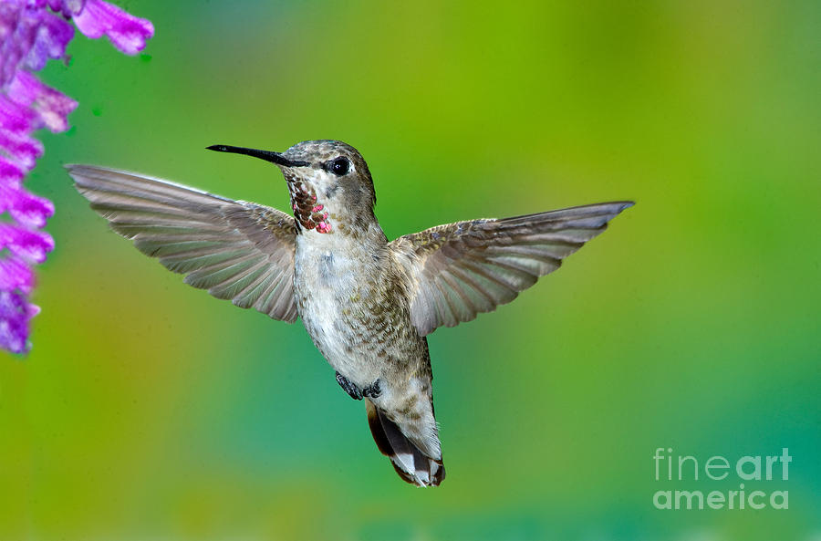 Annas Hummingbird #21 Photograph by Anthony Mercieca