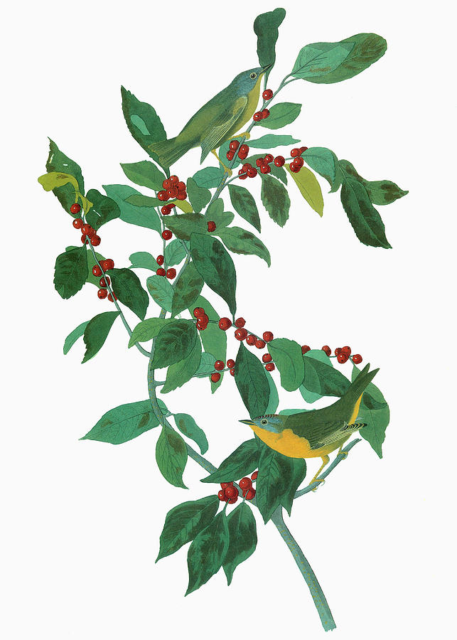 Nashville Painting - Audubon Warbler #21 by Granger