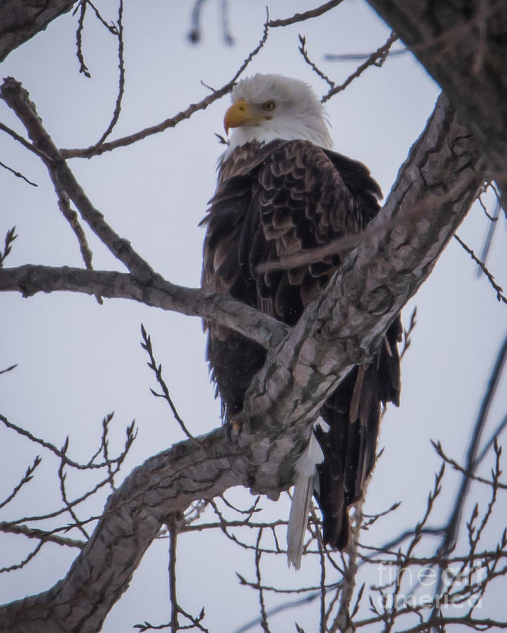 Bald Eagle #21 Photograph by Ronald Grogan