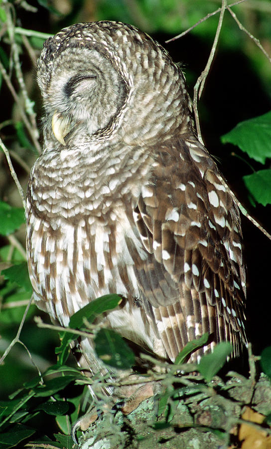 Barred Owl #21 Photograph by Millard H. Sharp