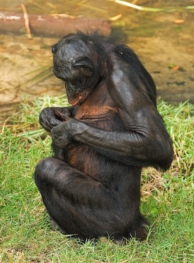 Bonobo #21 Photograph by Millard H. Sharp