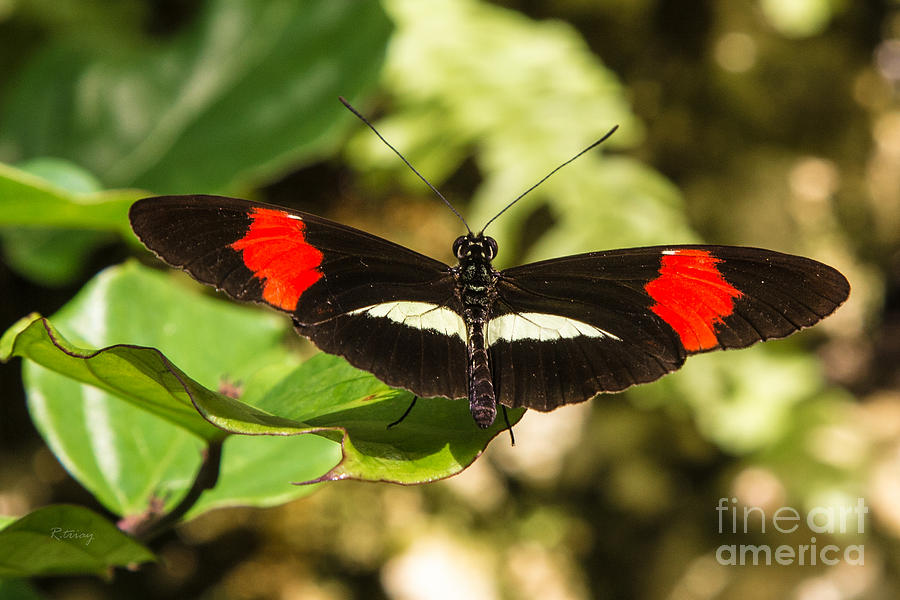 Butterfly #21 Photograph by Rene Triay FineArt Photos