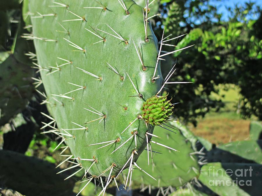 Cacti #20 Photograph by Chani Demuijlder