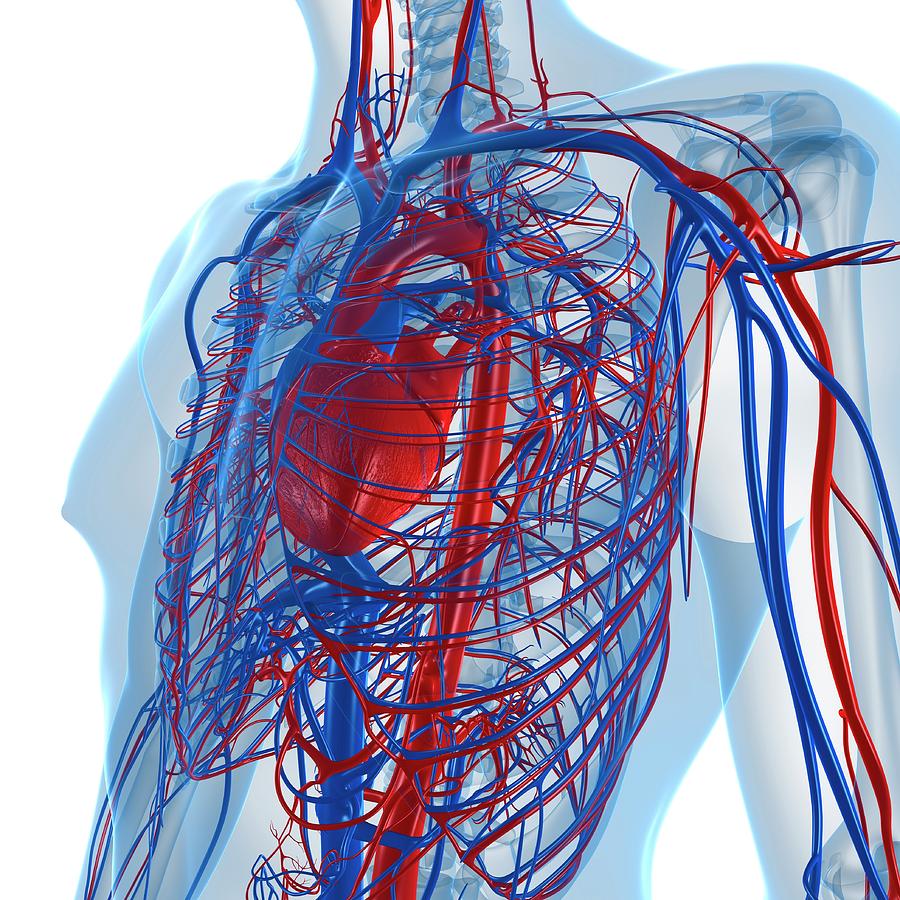 Кровеносная система красивые картинки