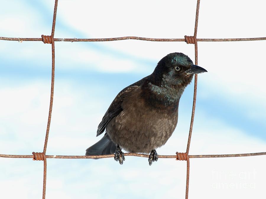 Common Grackle #21 Photograph by Jack R Brock