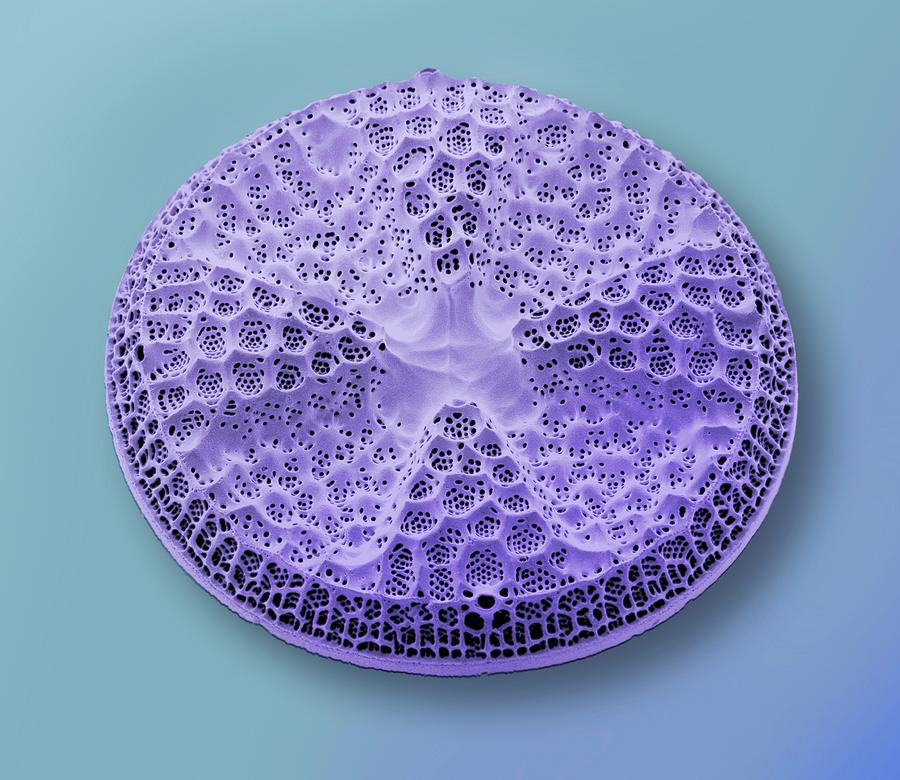Diatom #21 Photograph by Steve Gschmeissner/science Photo Library