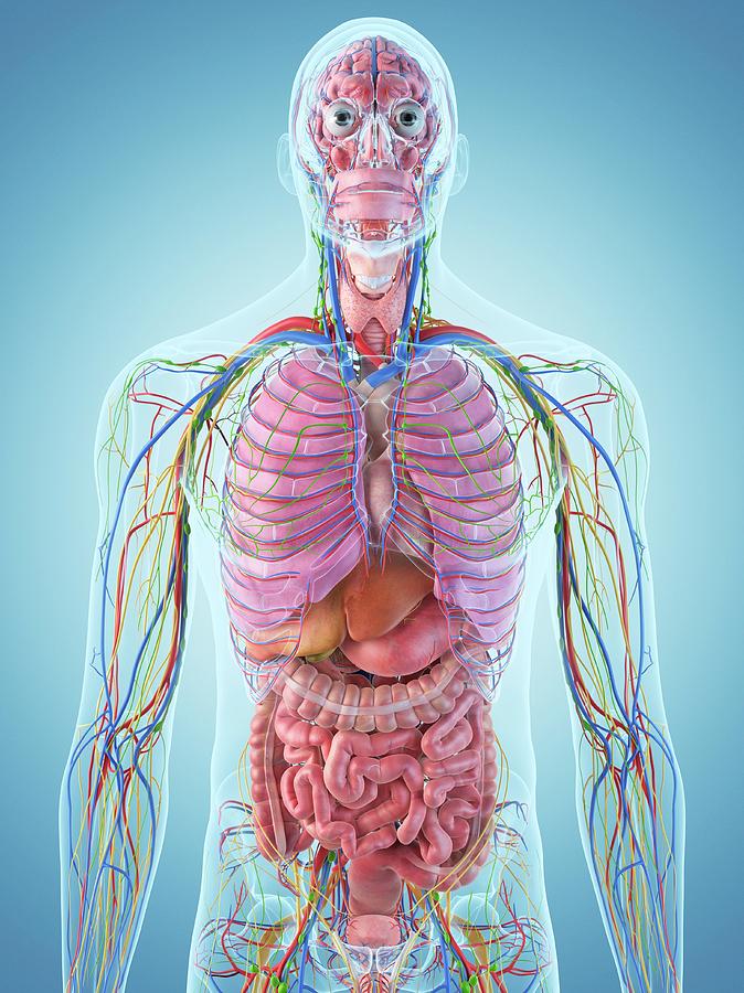 Digestive System Photograph by Sciepro - Fine Art America