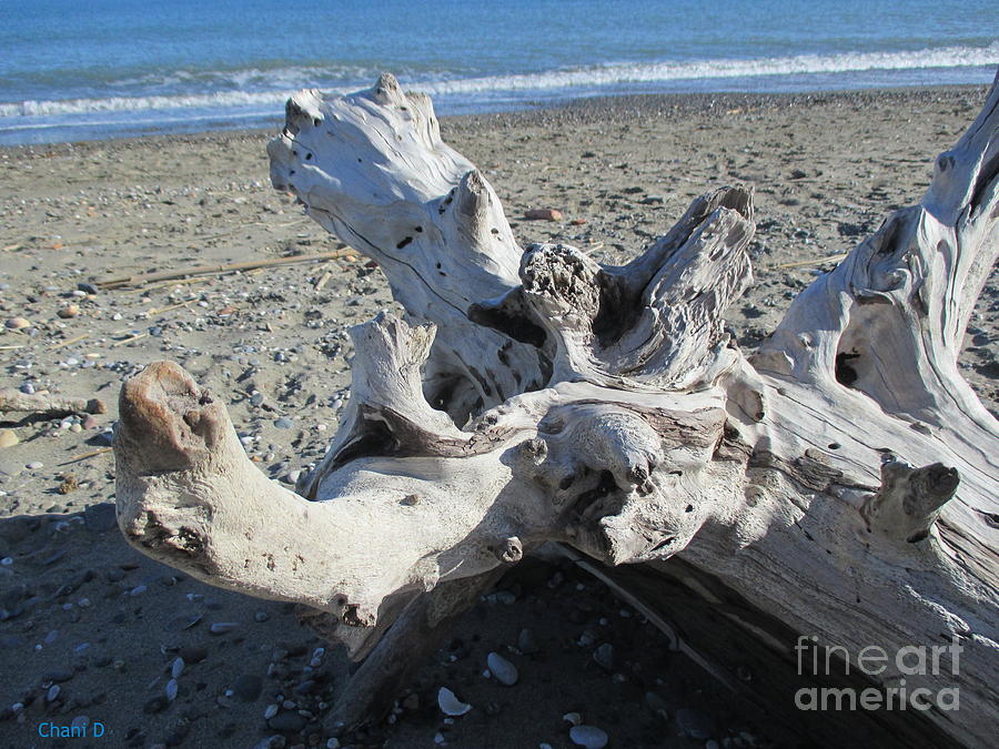 Driftwood on the beach #21 Photograph by Chani Demuijlder