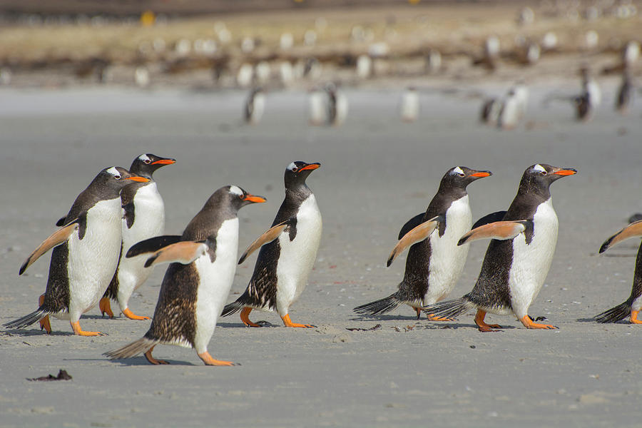 Penguin Photograph - Falkland Islands #21 by Inger Hogstrom