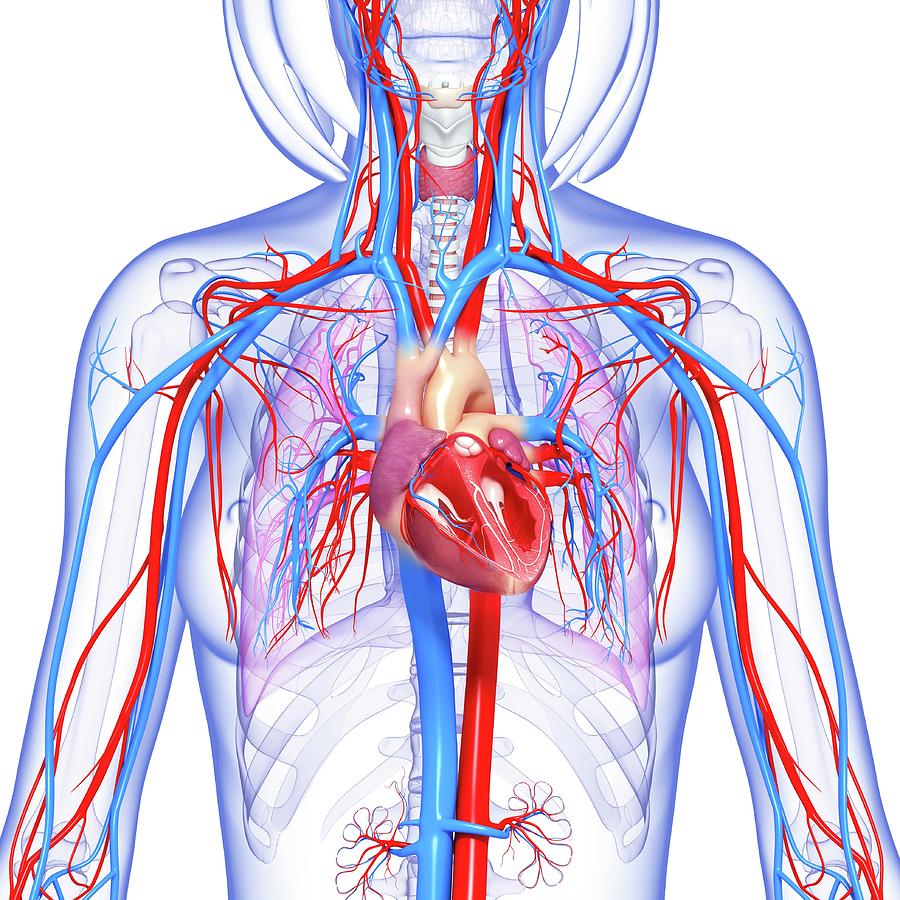 The Anatomy Cardiovascular System - vrogue.co