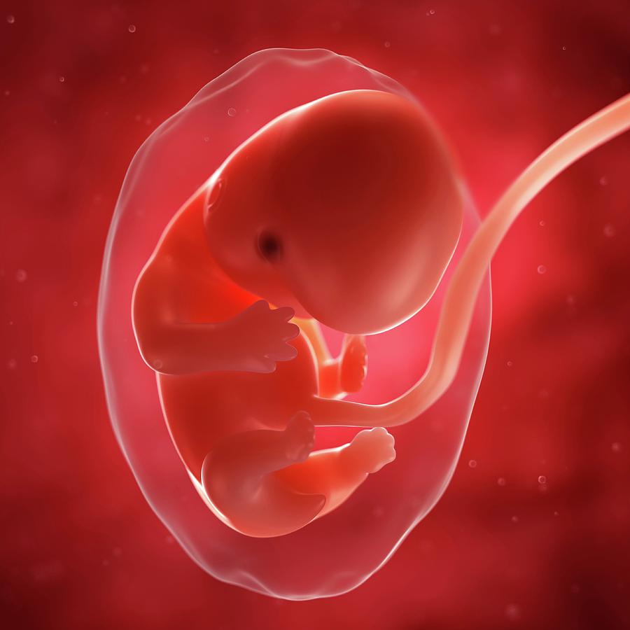 Foetus At 7 Weeks Photograph by Sciepro/science Photo Library - Fine ...