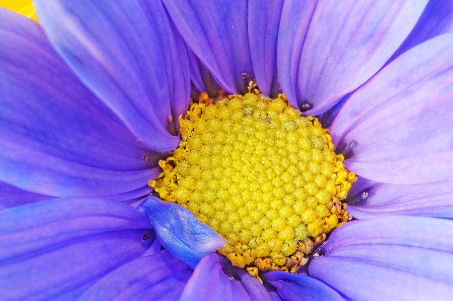 Gerber Flower #21 Photograph by Peter Lakomy