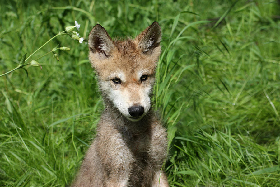 Gray Wolf Pup #21 Photograph by Amanda Stadther
