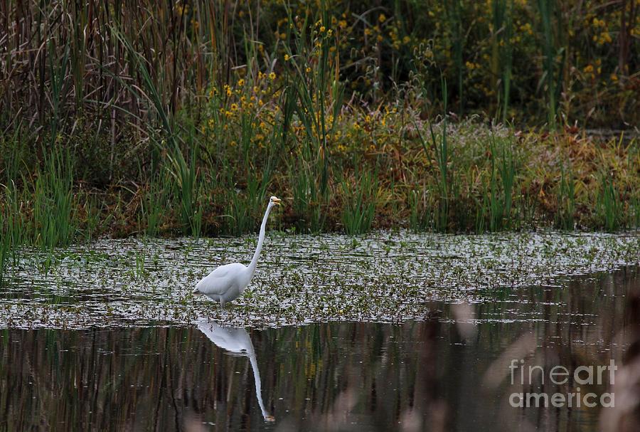 Great Egret #21 Photograph by Jack R Brock